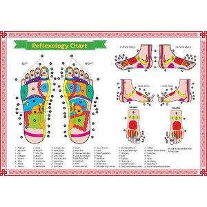 สติ๊กเกอร์ภาพผังนวด (Reflexology Chart)
