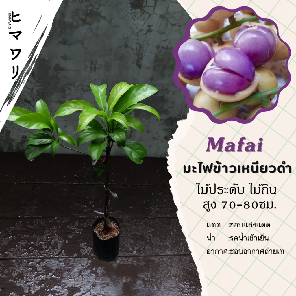 ต้นมะไฟข้าวเหนียวดํา เสียบยอด เนื้อสีม่วง สูง 50- 60 ผลไม้รสหวานอมเปรี้ยว