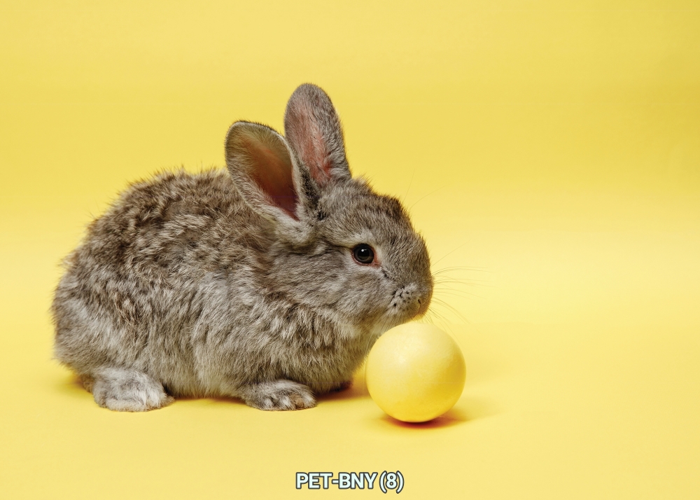 สติ๊กเกอร์ภาพกระต่าย ตกแต่งร้านอาหาร-อุปกรณ์สัตว์เลี้ยง, คลินิค-โรงพยาบาลสัตว์ ST-PET-BNY