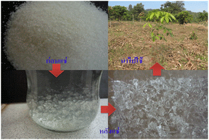 สารอุ้มน้ำปลูกพืชไม่ต้องรดน้ำบ่อย