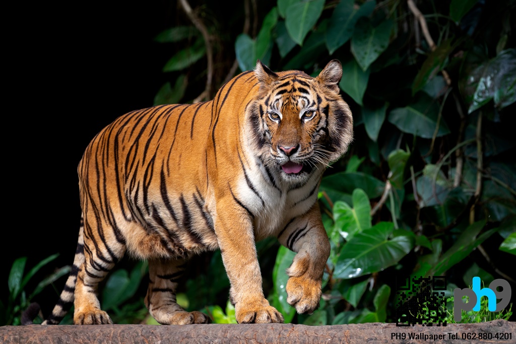 วอลเปเปอร์ภาพพิมพ์ เสือ (Tiger) TGR-0001
