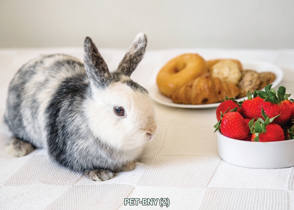 สติ๊กเกอร์ภาพกระต่าย ตกแต่งร้านอาหาร-อุปกรณ์สัตว์เลี้ยง, คลินิค-โรงพยาบาลสัตว์ ST-PET-BNY