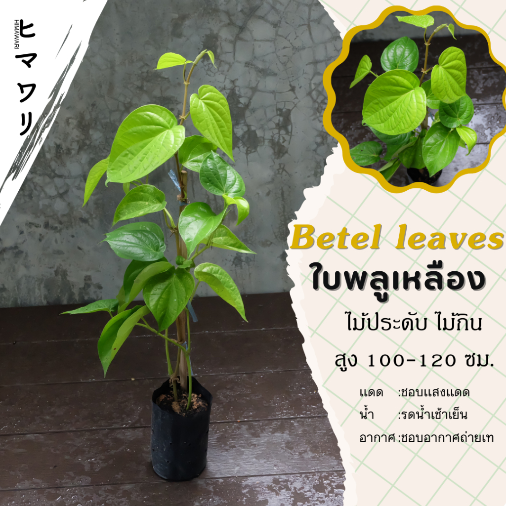 ต้นพันธุ์พลูเหลือง ต้นพลูกินหมากใบทอง ใบเหลือง รสชาดไม่เผ็ด รสชาดดี เหมาะสำหรับกินกับหมาก 40 - 50cm.