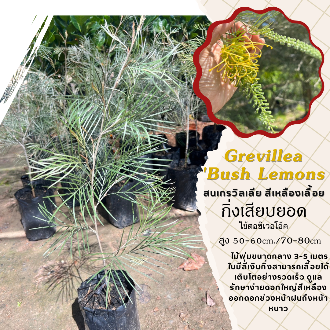 Grevillea 'Bush Lemons' หรือ "ต้นสนเกรวิลเลีย" สีเหลืองเลื้อย ไม้พุ่มขนาดกลาง 3-5 เมตร