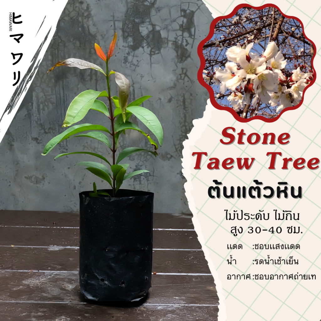 ต้นเเต้วหิน หรือผักติ้ว ต้น 20-30 ซม. ไม้ประดับทานใบ