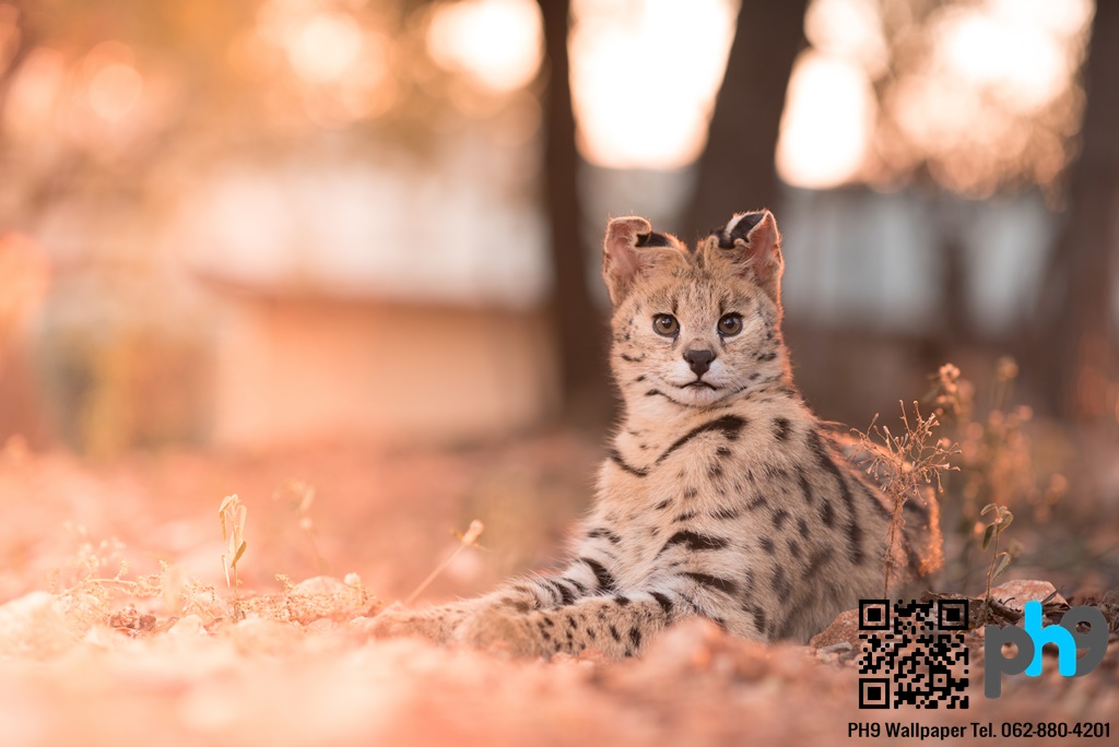 วอลเปเปอร์ภาพพิมพ์ เสือ (Tiger) TGR-0002