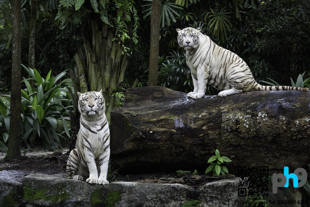 วอลเปเปอร์ภาพพิมพ์ เสือ (Tiger) TGR-0005