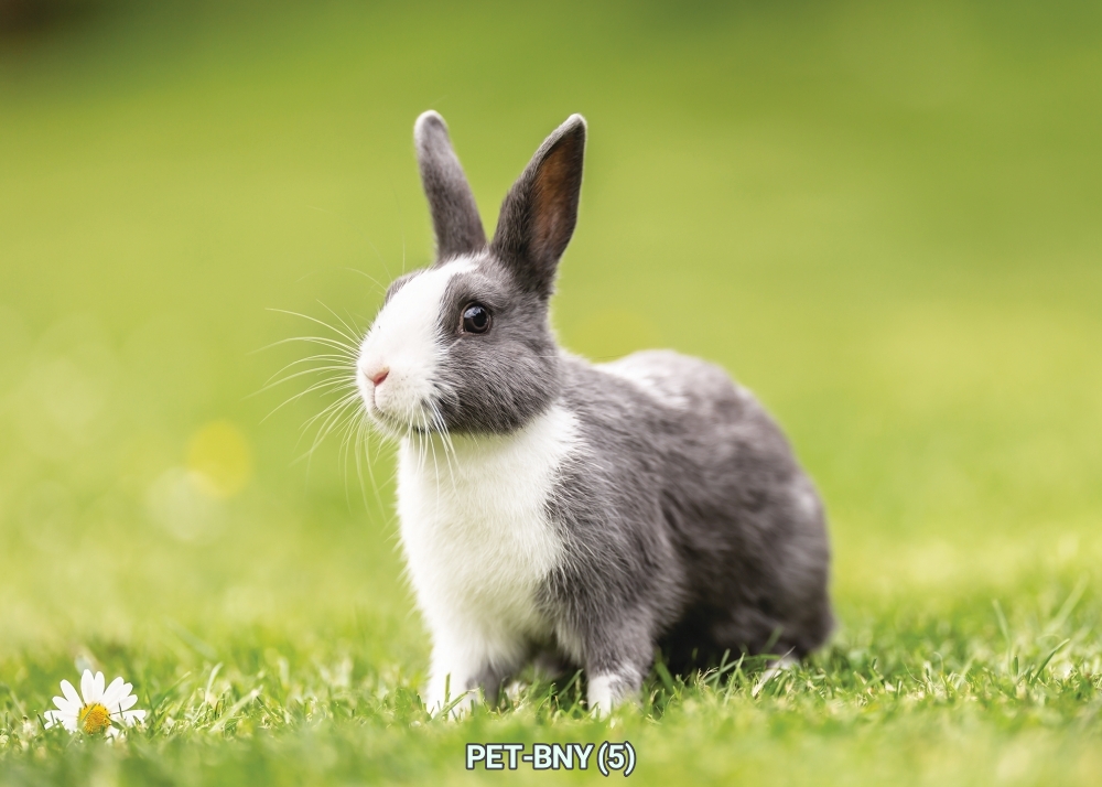 สติ๊กเกอร์ภาพกระต่าย ตกแต่งร้านอาหาร-อุปกรณ์สัตว์เลี้ยง, คลินิค-โรงพยาบาลสัตว์ ST-PET-BNY