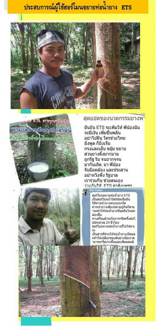 เพิ่มน้ำยางพารา ด้วยฮอร์โมนจากธรรมชาติ