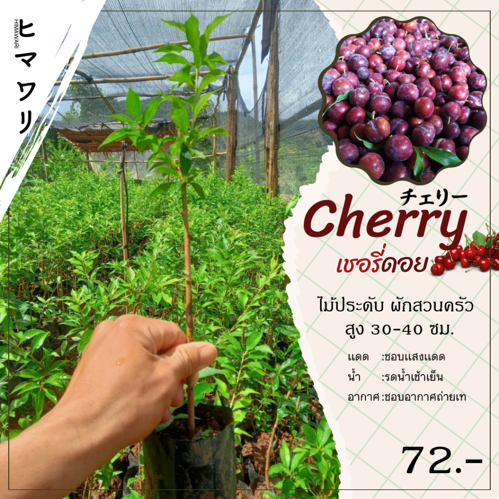 ต้นเชอรี่ดอย กิ่งปักชำ หรือลูกไหน(Cherry plum) เป็นผลไม้เมืองหนาวน่าปลูก ปลูกไม่นานก็ติดผล 30-40cm.