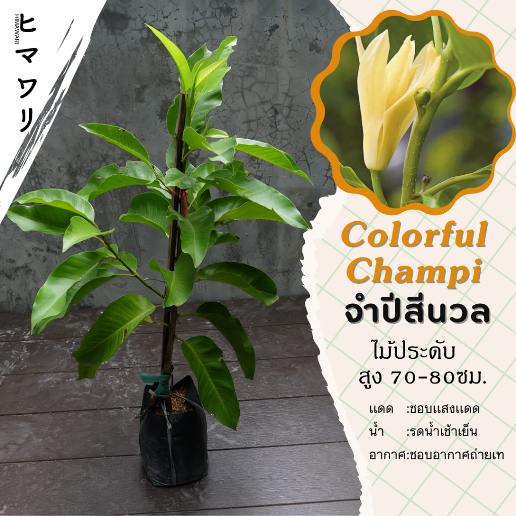 ต้นจำปีสีนวล สูง 70-80ซม.