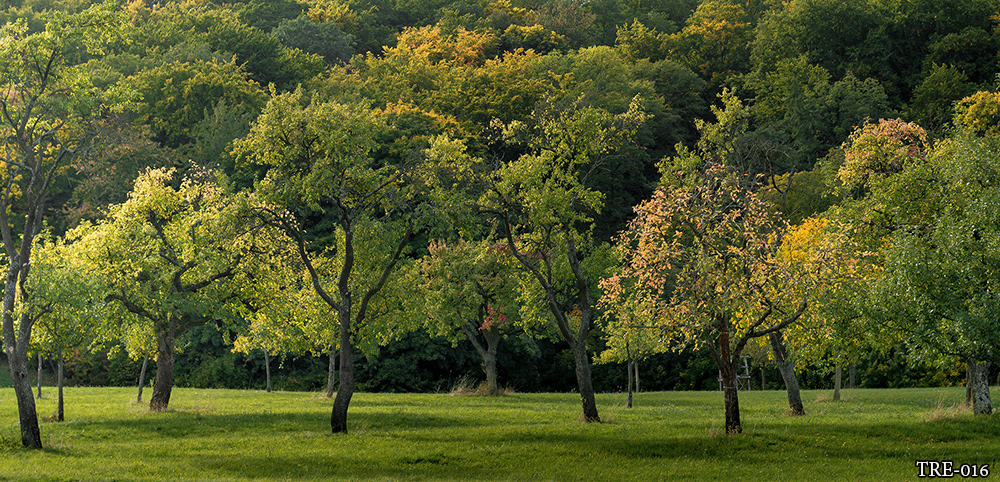 วอลเปเปอร์ภาพวิวป่าไม้-ต้นไม้ TRE-016