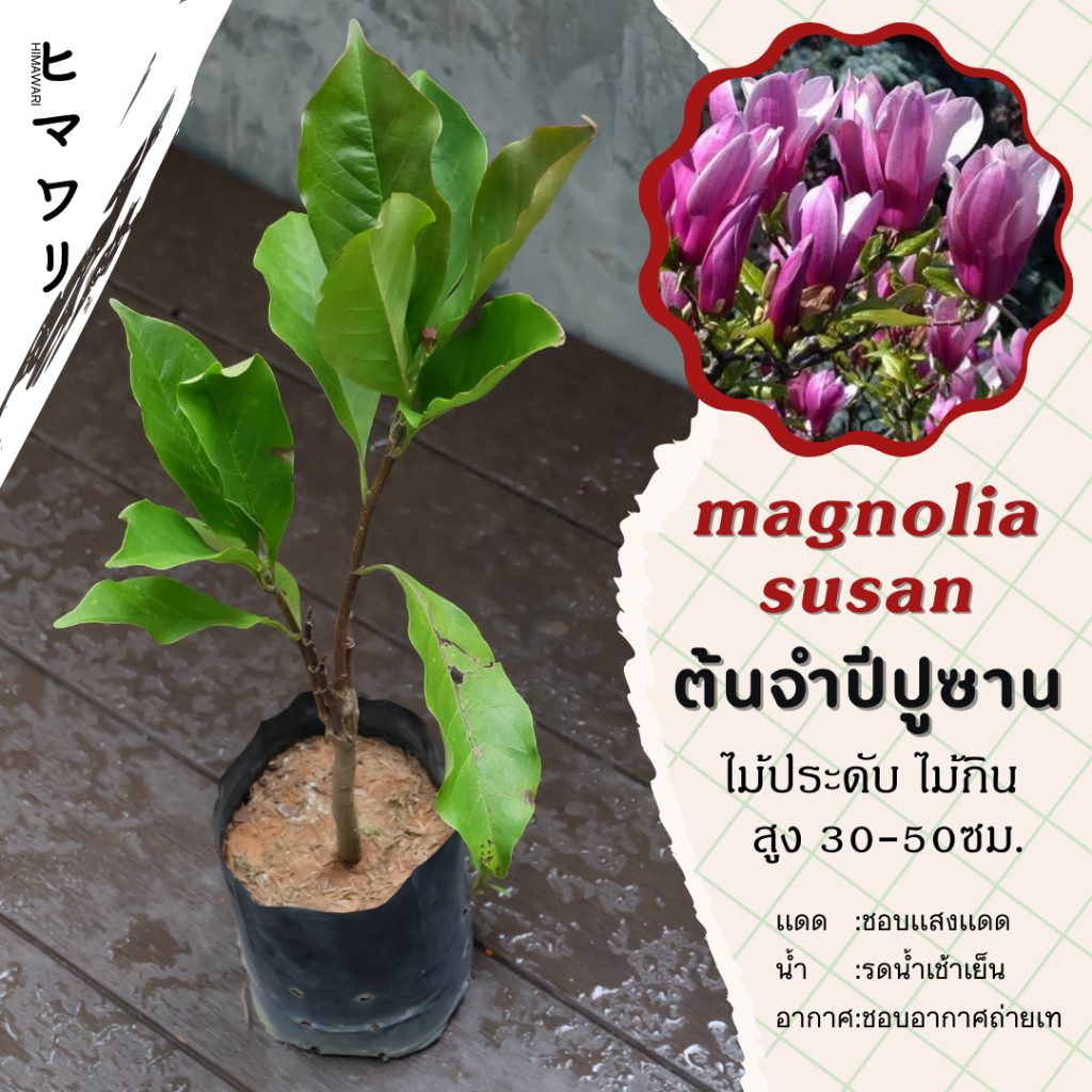 ต้นจำปีซูซาน หรือ ต้นแมกโนเลีย สีชมพู ต้นติดตา สูง 40-60 cm.
