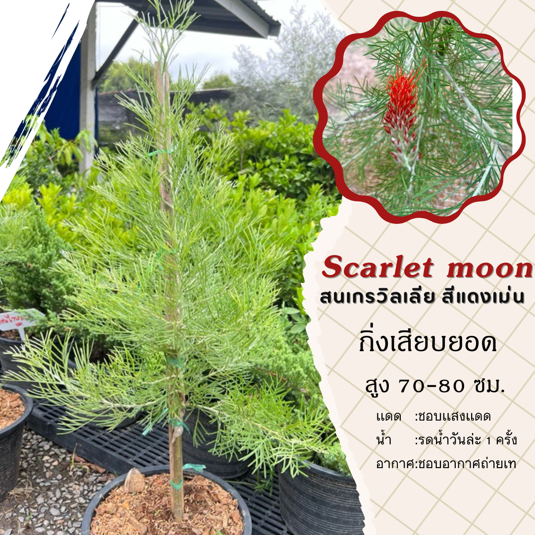 สนเกรวิลเลีย สีแดงเม่น (Scarlet moon) กิ่งเสียบยอด สูง 80-90 เซน. กระถาง 11 นิ้ว ดอกสีแดง ต้นสวยมาก