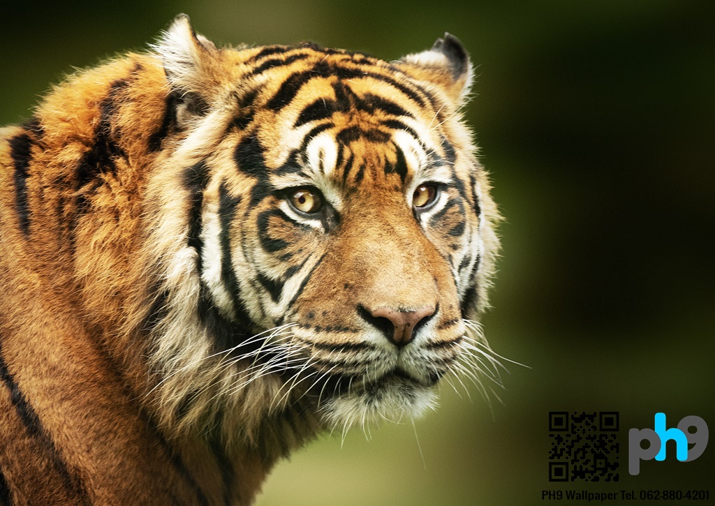 วอลเปเปอร์ภาพพิมพ์ เสือ (Tiger) TGR-0003