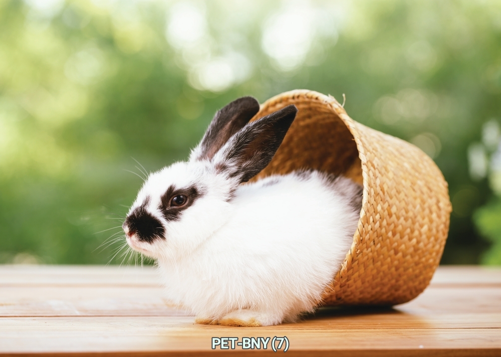 สติ๊กเกอร์ภาพกระต่าย ตกแต่งร้านอาหาร-อุปกรณ์สัตว์เลี้ยง, คลินิค-โรงพยาบาลสัตว์ ST-PET-BNY