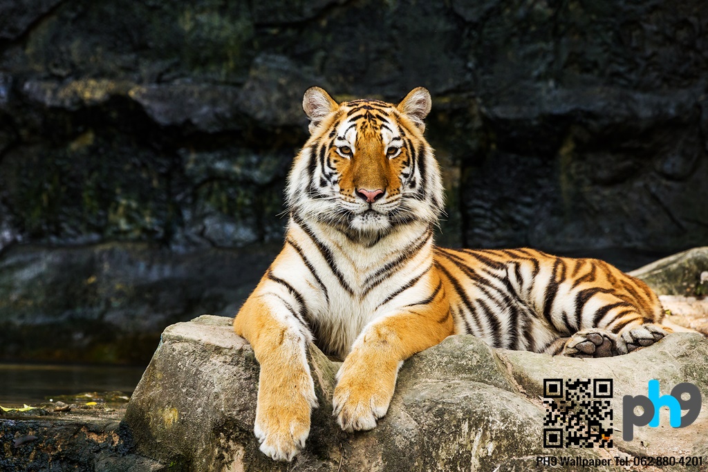 วอลเปเปอร์ภาพพิมพ์ เสือ (Tiger) TGR-0004