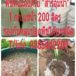 สารอุ้มน้ำปลูกพืชไม่ต้องรดน้ำบ่อย