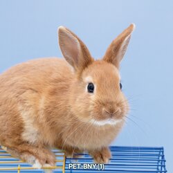 สติ๊กเกอร์ภาพกระต่าย ตกแต่งร้านอาหาร-อุปกรณ์สัตว์เลี้ยง, คลินิค-โรงพยาบาลสัตว์ ST-PET-BNY