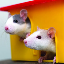 ชุดสติ๊กเกอร์ตกแต่งภาพหนูแฮมสเตอร์(ST-PET-HMS) ST-PET-HMS