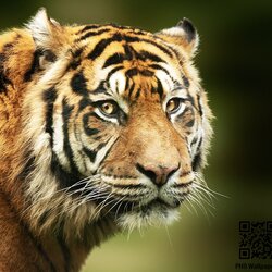 วอลเปเปอร์ภาพพิมพ์ เสือ (Tiger) TGR-0003