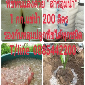 สารอุ้มน้ำ/อาหารเสริมพืชช่วยพืชทนแล้ง