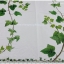 กระดาษแนปกิ้น ลายต้นไอวี่ พื้นหลังสีขาว กรอบลายใบไม้ IVY Trendril