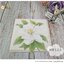 กระดาษแนปกิ้นยุโรป ลายดอกไม้, ลายดอกแมกโนเลีย, ลายดอกไม้สีขาว, พื้นหลังสีครีม, มีตัวอักษรภาษาอังกฤษ