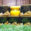 ครีมไข่มุกผสมขมิ้น SKY กล่องดำ ของแท้100% PEARL AND CURCUMIN CREAM